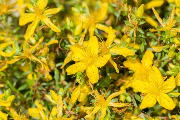 Sunatoare (Hypericum perforatum) – flori galbene de planta medicinala